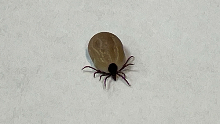 Как защититься от клещей на майских праздниках