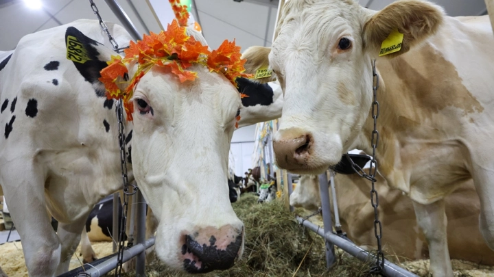 В первом за 37 лет распространении ящура по ЕС нашли украинский след: Россия вынуждена принять меры