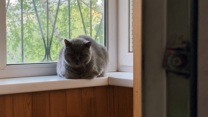 Стала известна судьба кошки, которую живодёр выкинул из окна 5 этажа в Челябинской области