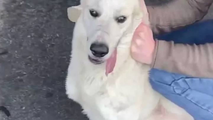 Неизвестные травят бездомных собак на территории аэропорта Сочи