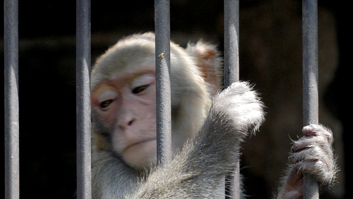 Хозяева растерзавшей двухлетнюю девочку в Мытищах обезьяны пообещали оплатить реабилитацию