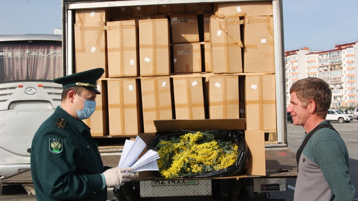 Около 100 тонн мимозы уже ввезли в Россию из Абхазии