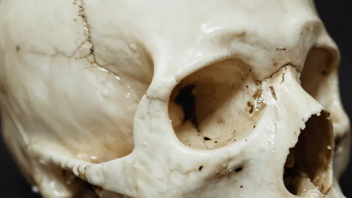 Находка в Болгарии может изменить подход к изучению истории эволюции