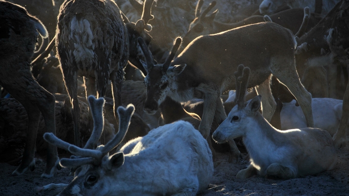 Болезнь не лечится: Над человечеством навис вирус-зомби. Первый удар приняли олени