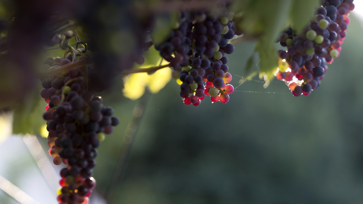 На Кубани увеличат темпы закладки виноградников благодаря госфинансированию