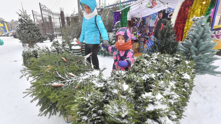 Елку на елочном базаре надо выбирать до наступления темноты