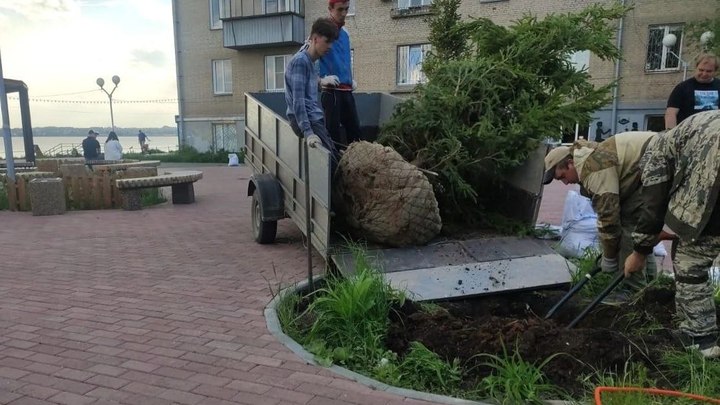 В Челябинске на набережной озера Смолино озеленители высадили иногороднее дерево