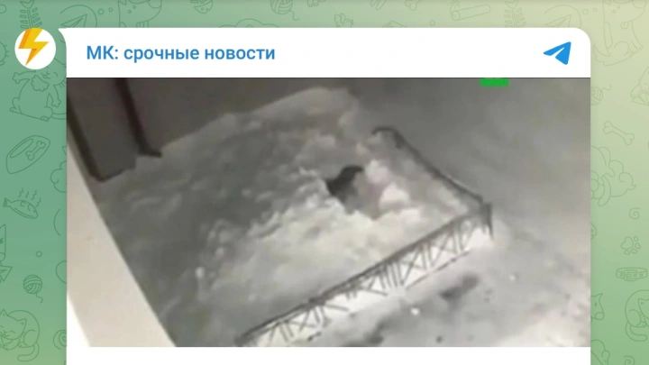 В Домодедове 17-летний подросток выжил после падения с 16-го этажа