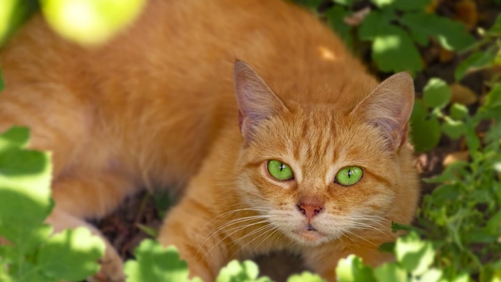 Эксперты признали кошек смертельной угрозой