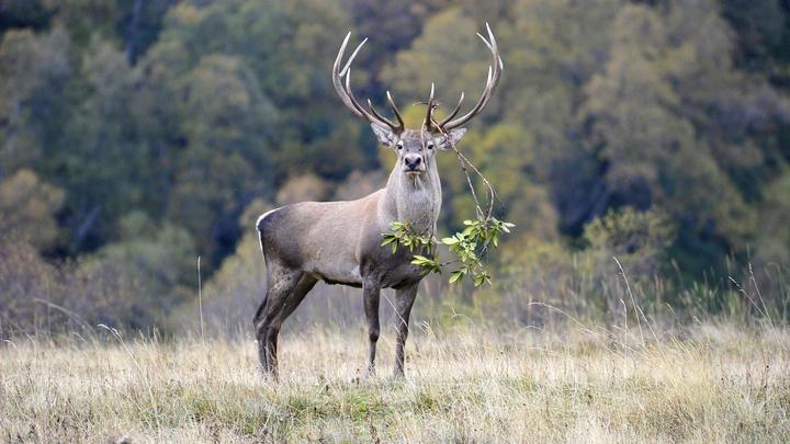 В Геленджике площадь особо охраняемых природных  территорий вырастет вдвое