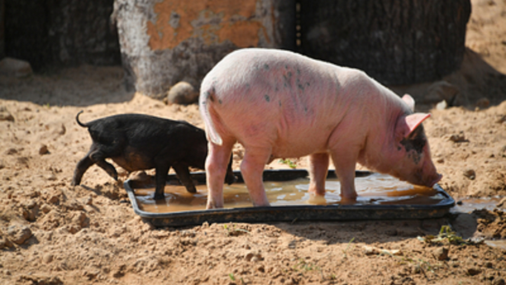 Роман Бублик: очаг африканской чумы свиней выявили в Ейском районе