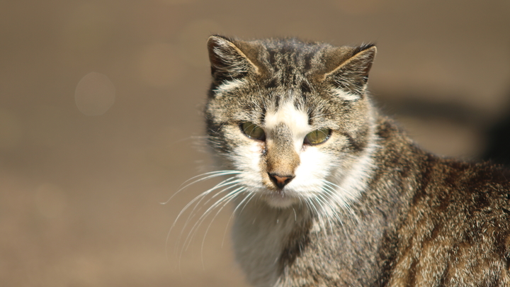 В Краснодарском крае корм для домашних животных подорожал на 30%