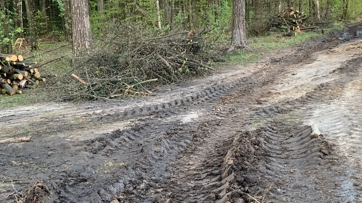 Благоустройство или уничтожение: жители Люберец требуют защитить парк