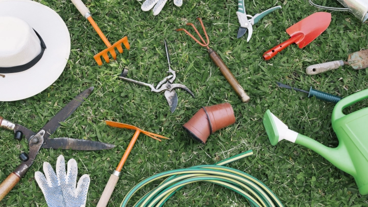 Подвязка и подкормка: эксперт рассказал, как правильно заботиться о винограде в июне