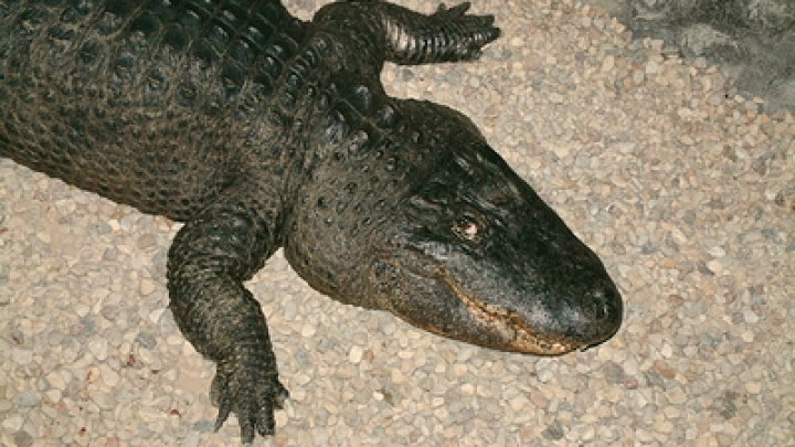 Полицейский во Флориде руками вытащил крокодила из подъезда жилого дома