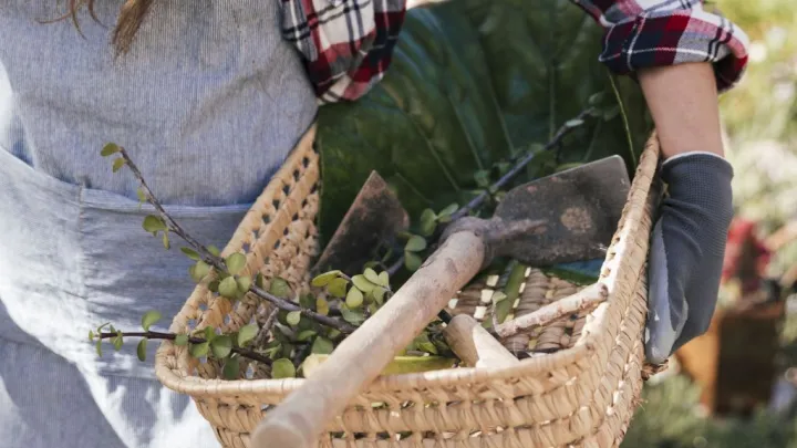 Штраф в 700 тысяч рублей: в Госдуме рассказали об ответственности за борщевик на земельных участках