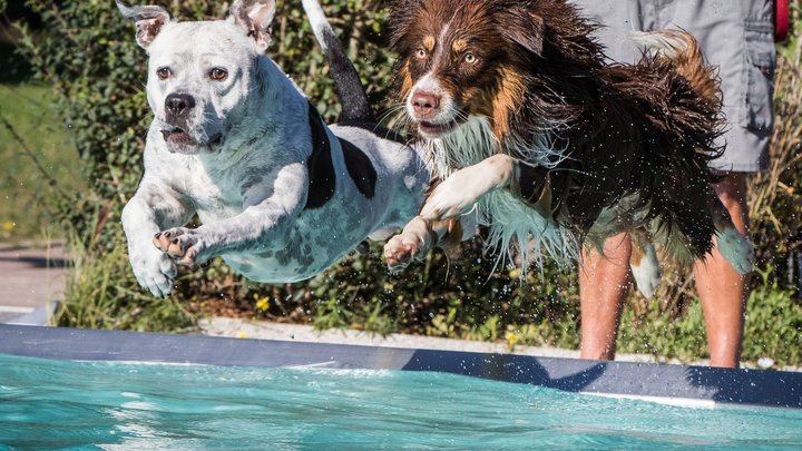 Почему шампунь для людей не подходит собакам и кошкам: Ветеринар предупредил о риске гибели любимца