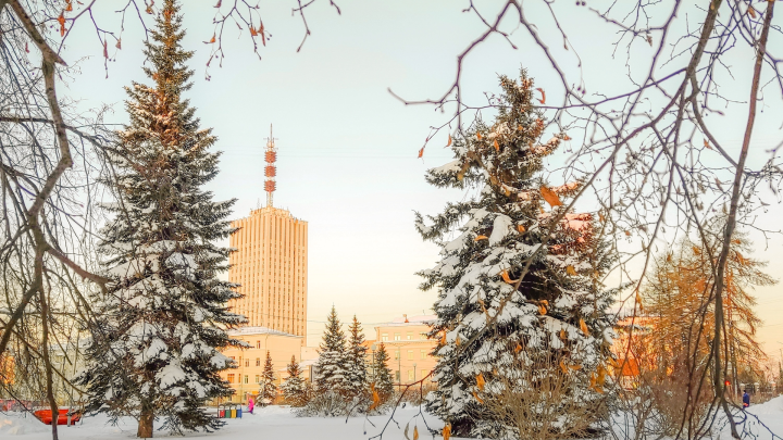 В трех городах Поморья после праздников будут принимать елки