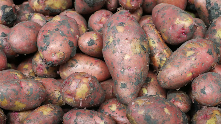 Картофель-убийца: Почему гнилые клубни вызывают смертельное отравление