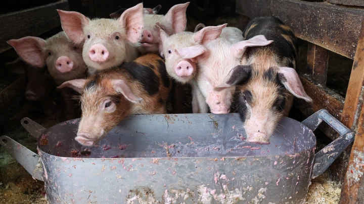 Свиной удар: Россия и Китай лишили американских фермеров прибыли из-за санкций
