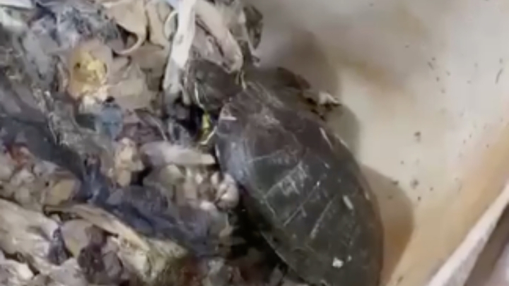 В Сочи спасли смытую в канализацию красноухую черепаху