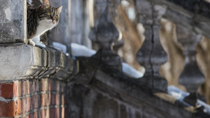 Соседи вызвали скорую, но было поздно: Москвич не оценил доброты дедушки к животным