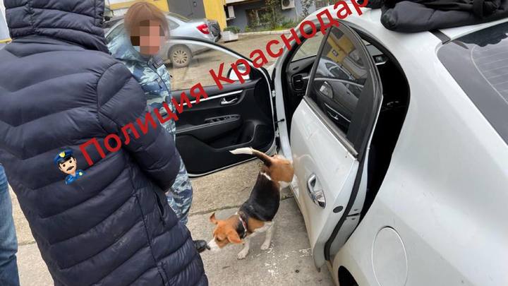 Житель Краснодара прятал на клумбах закладки с героином и метадоном