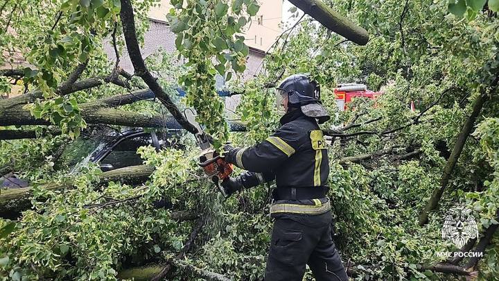 В Петербурге погибла женщина под упавшим из-за урагана деревом