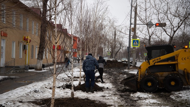 Вдоль улицы в Кургане мэрия высадила 13 взрослых деревьев