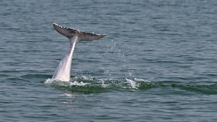 Дельфин, ставший легендой, 24 года водил корабли через гиблый пролив. Пока не появился человек с винтовкой
