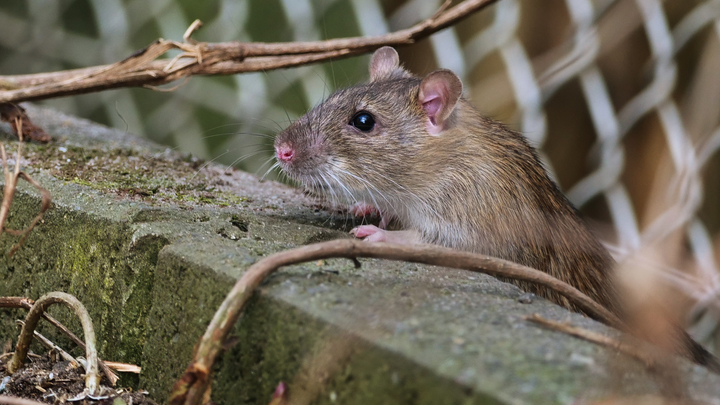 Под запретом - непрожаренное мясо и уличная еда. Как передаётся крысиный гепатит и чем он опасен