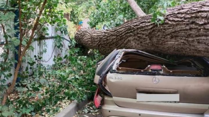 В Ростове-на-Дону старое дерево уничтожило дорогой автомобиль во дворе жилого дома