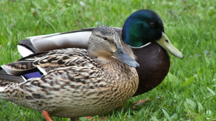 Самок я не стрелял: Сахалинский мэр оправдался за незаконную охоту на уток