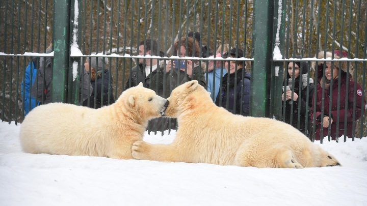 Белые медведи Кай и Герда воссоединились в Новосибирском зоопарке