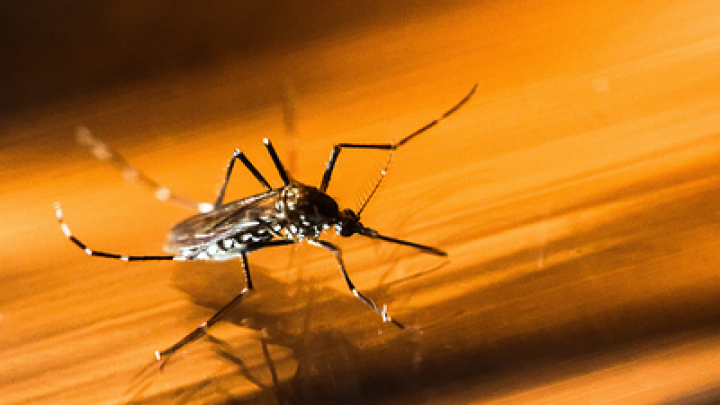 Названы 7 опасных маленьких существ на Земле, которые могут убить человека