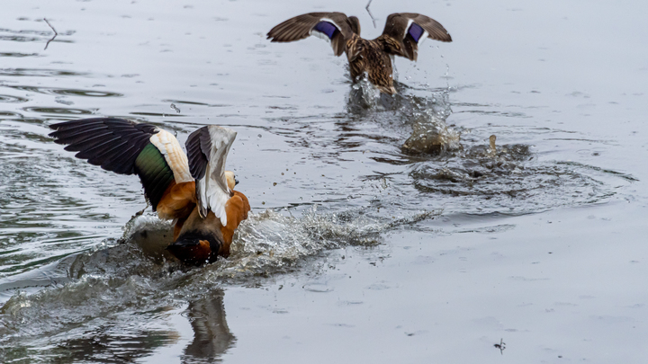 Специалисты объяснили массовую гибель уток в Петербурге: виноват хлеб и люди