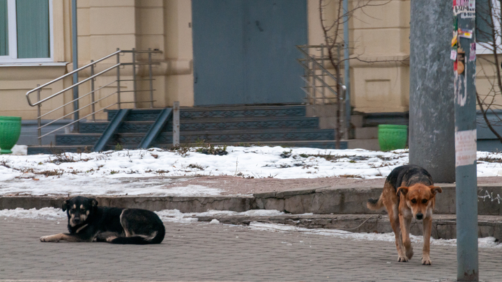 В Новороссийске житель многоэтажки пытался зарезать собаку, которая грелась в подъезде