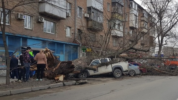 В Ростове-на-Дону огромное дерево рухнуло на землю и повредило четыре автомобиля