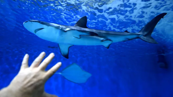 Туристы жалуются на нападение акул в Турции: как избежать встречи с хищником