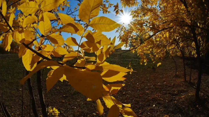 Мифы об иммунитете: почему аптечные пилюли не спасут осенью