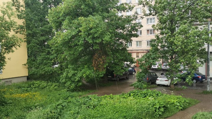 Погода в Ленинградской области на 21 июня 2022: дожди с грозами и туман