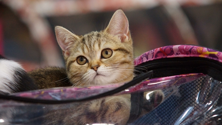 Что за комочек переваливается?: Маленький котёнок стал звездой интернета из-за нелепой походки Что за комочек переваливается?: Маленький котёнок стал звездой интернета из-за нелепой походки