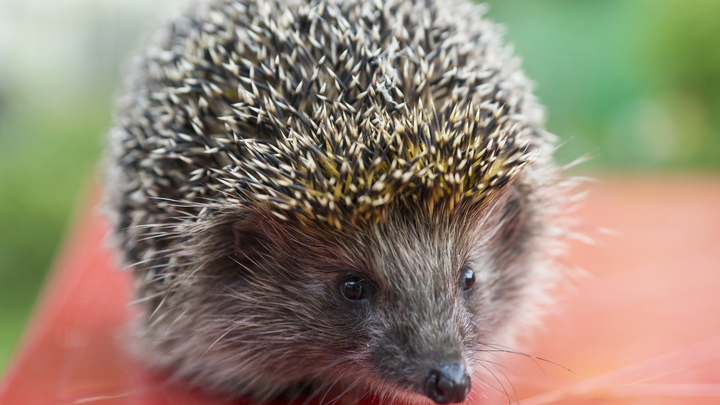Вы смеялись, а это правда: Закон о добыче ежей и мышей действует в России