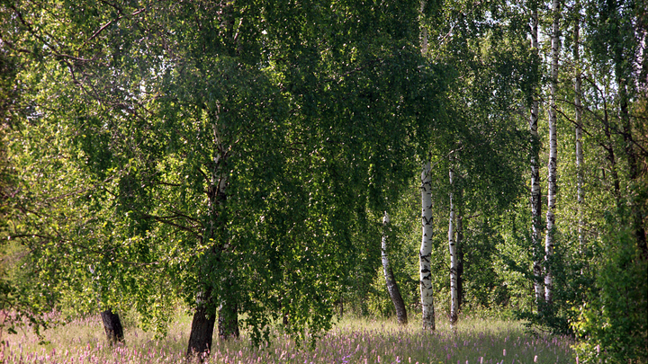 В Новороссийске завели дело об уничтожении деревьев в Цемесской роще