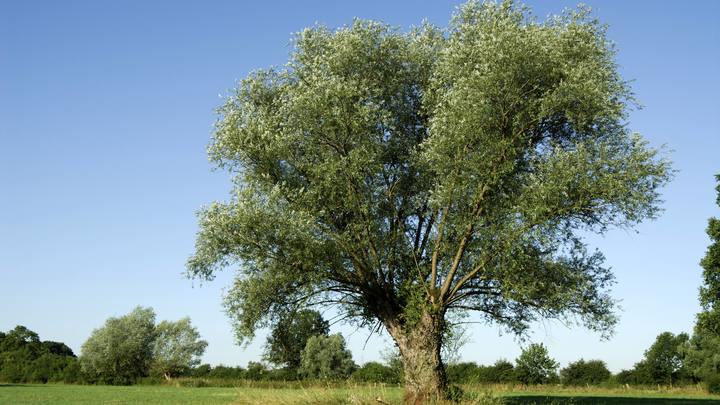 Украинские фантазии проникли в Молдавию: Кишинёв придумал смешную замену русскому газу