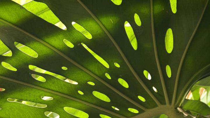 Цветы убийцы: эксперт рассказала, какие комнатные растения лучше не заводить у себя в доме