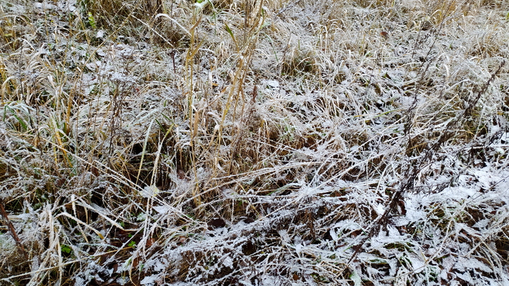 В последний день осени на Кубань придут заморозки до -3°C