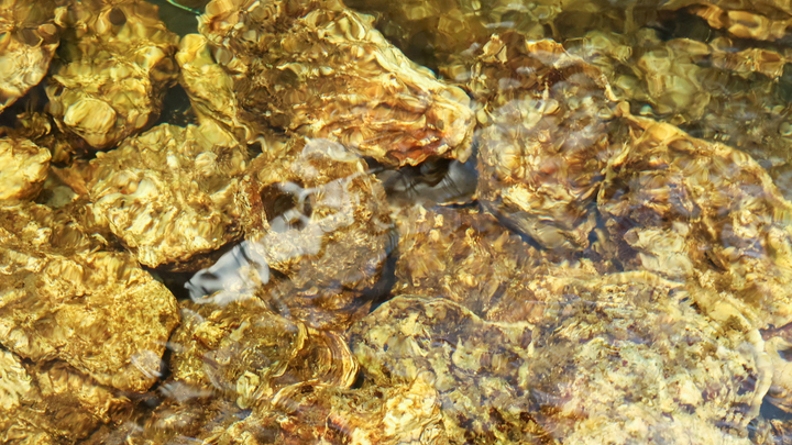 Микроводоросли-паразиты угрожают популяции мидий в Чёрном море