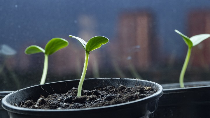 Лунный посевной календарь на 12 января: что сажать сегодня, советы садоводам и огородникам