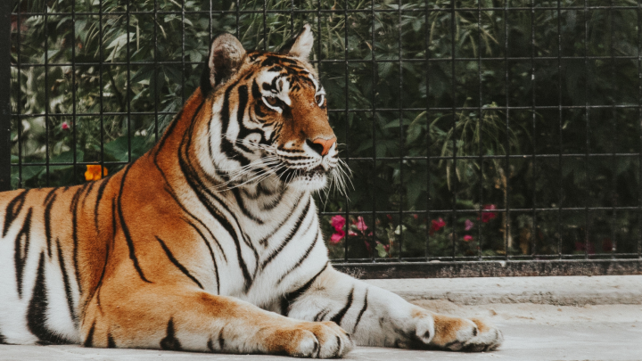 Просто сядьте: в Ростове-на-Дону родители закрывали детей от сбежавшего в зал тигра